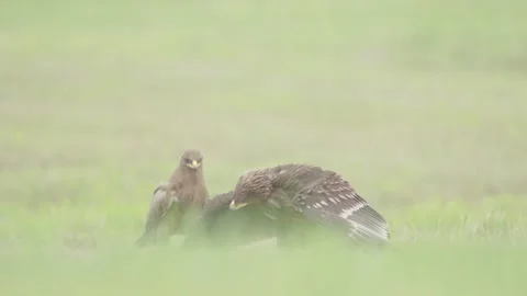 Greater spotted eagle bird of prey Stock Footage 344206657