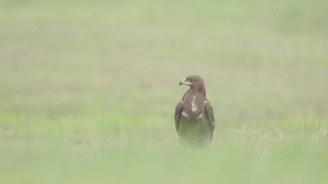 Greater spotted eagle bird of prey Stock Footage 344206681