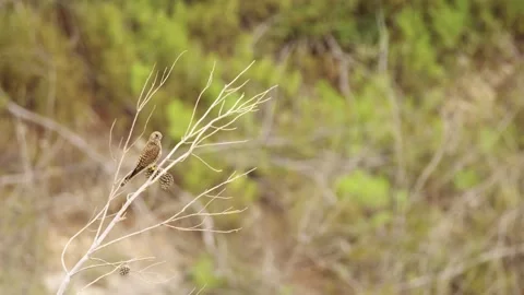 Greater spotted eagle (Clanga clanga) Stock Footage 201248002