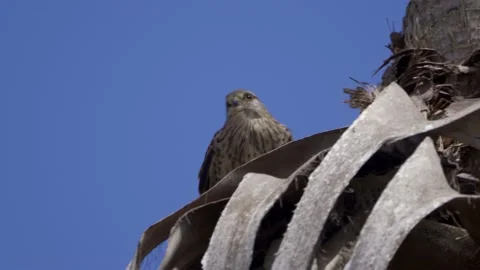 Greater spotted eagle (Clanga clanga) Stock Footage 201248045