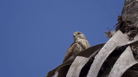 Greater spotted eagle (Clanga clanga) Stock Footage 201248080