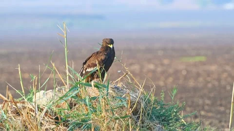 Greater spotted eagle (Clanga clanga) Standing on the ground wintering in Israel Stock Footage 201248131