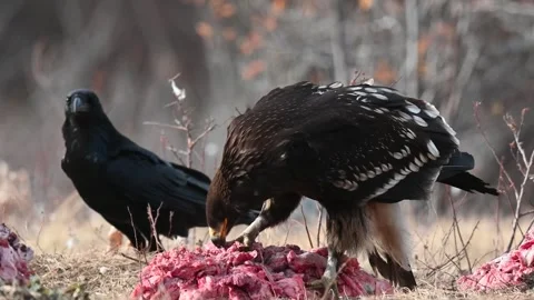 Greater Spotted Eagle (Clanga clanga) Feeding in the Wild with Ravens Slow Mo Stock Footage 305648045