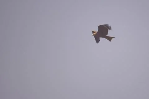 Greater Spotted Eagle In Flight Stock Photos