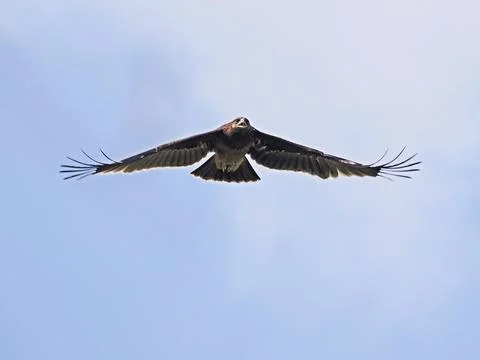 Greater Spotted Eagle fly on sky. Stock-Fotos