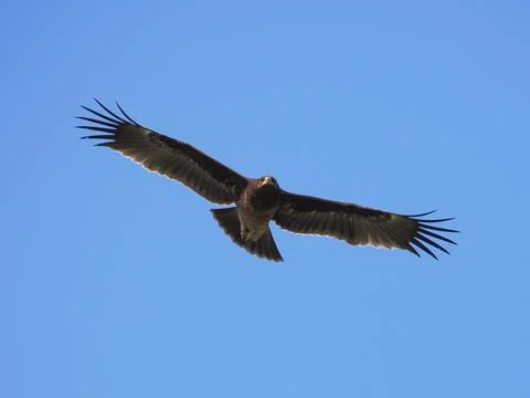 Greater Spotted Eagle fly on sky. 스톡 사진