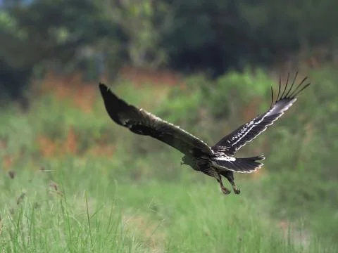 Greater Spotted Eagle fly on sky. Stock Photos