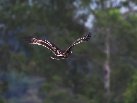 Greater Spotted Eagle fly on sky. Stock Photos