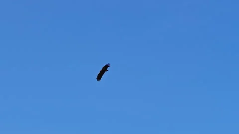 Greater spotted eagle glides across clear blue sky in distant view Stock Footage 313868245