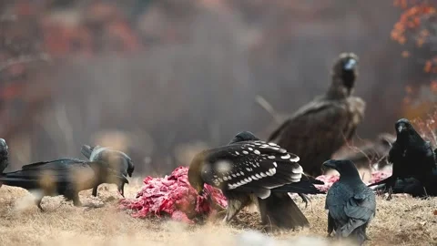 Greater spotted eagle The greater spotted eagle  Stock Footage 254978861