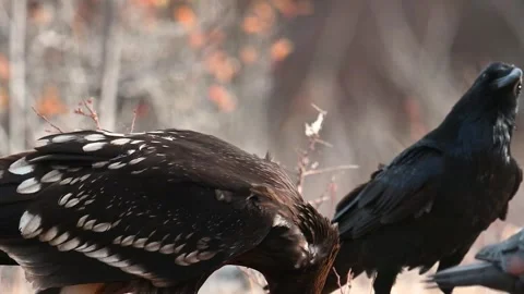 Greater spotted eagle The greater spotted eagle Clanga clanga Stock Footage 255521242