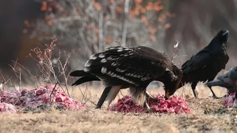 Greater spotted eagle The greater spotted eagle  Stock Footage 256064951