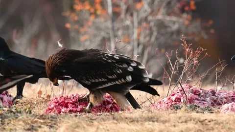 Greater spotted eagle The greater spotted eagle Clanga clanga Stock-Footage 258511013