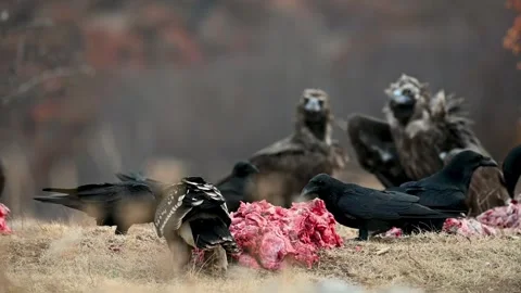 Greater spotted eagle The greater spotted eagle Clanga clanga. Bird in the wild Stock Footage 260753456