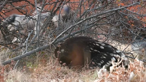 Greater spotted eagle The greater spotted eagle Clanga clanga, Stock Footage 267745515