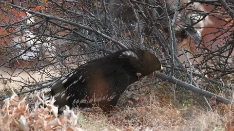 Greater spotted eagle The greater spotted eagle  Stock Footage 272591516