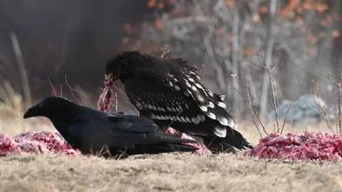 Greater spotted eagle The greater spotted eagle  Stock Footage 280206204