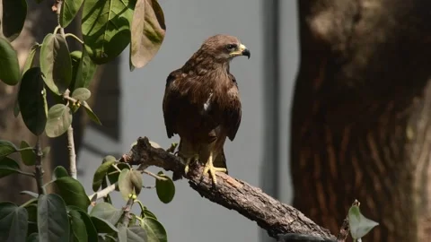 Greater Spotted Eagle or Black kite on the tree Stock Footage 340313001