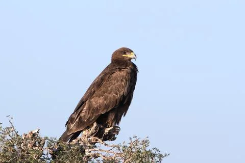 Greater spotted eagle or Clanga clanga at Jorbeer carcass dump, Rajasthan, .. Stock Photos