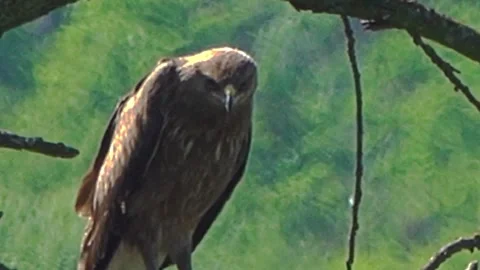 Greater Spotted Eagle perched on a dead tree branch in a summer meadow. Stock Footage 331014933