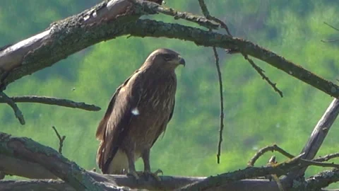 Greater Spotted Eagle perched on a dead tree branch in a summer meadow. Stock Footage 331015174