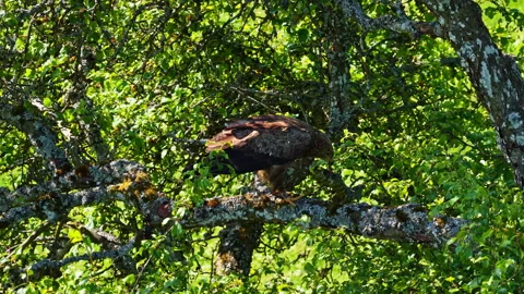 Greater spotted eagle perched on a mossy tree branch in dense foliage, closeup Stock Footage 313870410