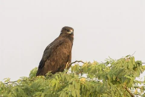 Greater spotted eagle perched in a tree at Velavadar National Park in India Stock Photos