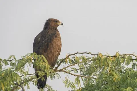 Greater Spotted Eagle Perched on Tree in Velavadar National Park India Stock Photos