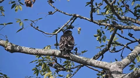 Greater spotted eagle posing while perched up on a branch in Kaziranga national  Stock Footage 265070960