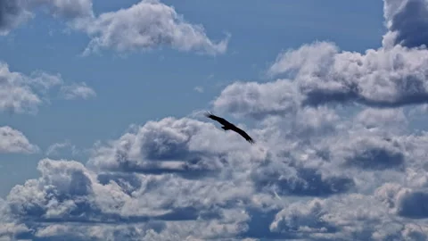 Greater spotted eagle soars over forest canopy on sunny day in tracking shot Stock Footage 313856030