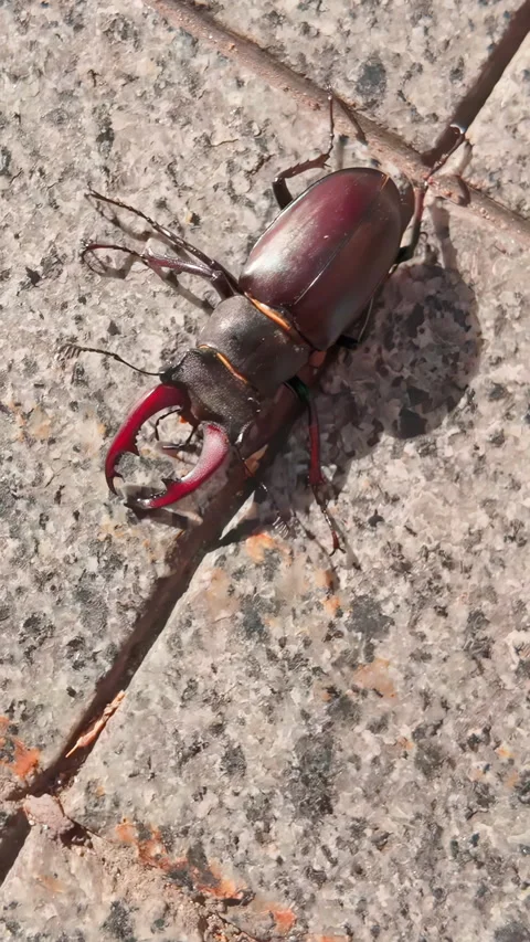 Greater Stag Beetle (Lucanus cervus) walks along granite sidewalk on bright Vídeos de archivo 331609676