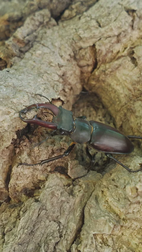 Greater Stag Beetle (Lucanus cervus) sits on rough old tree trunk Stock Footage 338024302