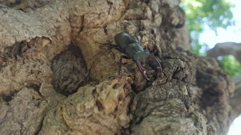 Greater Stag Beetle (Lucanus cervus) moving downward rough old tree trunk. Stock Footage 339371497
