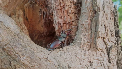 Greater Stag Beetle moving straight toward decayed recess of an old tree Stock Footage 339371765