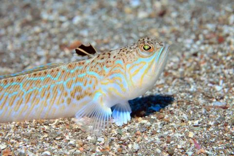Greater weever fish Stock Photos