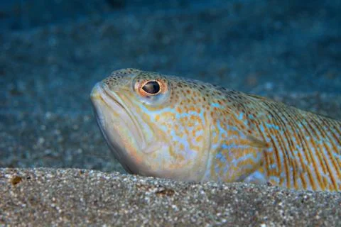 Greater weever fish Stock Photos