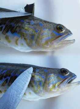 Greater weever Stock Photos