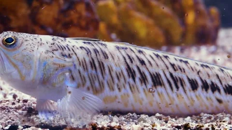 Greater weever (Trachinus draco) Stock Footage 231075987