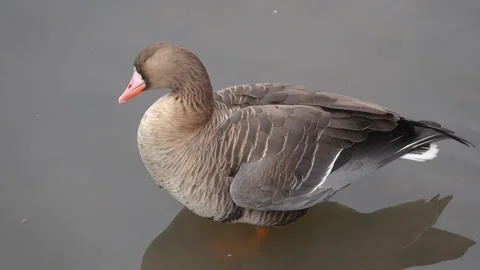 Greater White-fronted Goose cleans its plumage, close-up Stock Footage 125503045