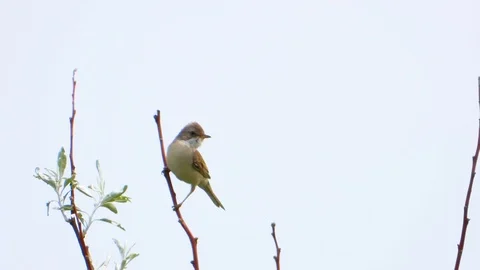 Greater Whitethroat singing on a tree branch, sound Video stock 112601811
