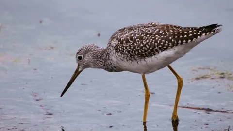 Greater Yellowlegs bird eats tiny fish Stock Footage 168996036
