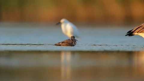 Greater Yellowlegs Stock Footage 118107615