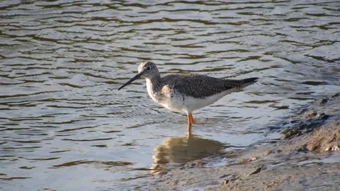 Greater Yellowlegs Foraging Stock Footage 75847224