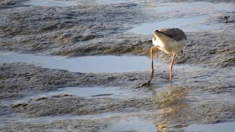 Greater Yellowlegs Foraging Stock Footage 75847228