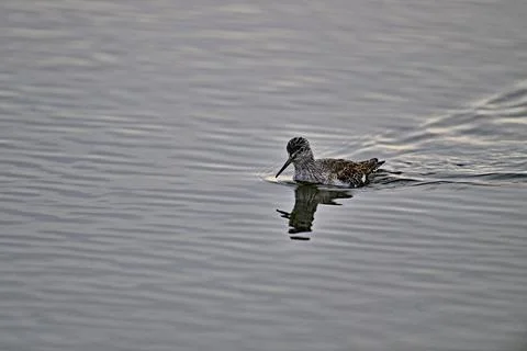 Greater Yellowlegs Stock Photos