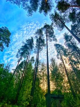The greatness of nature. Tall trees in the village Stock Photos