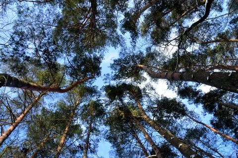 The greatness of the pines when viewed from below. Stock Photos