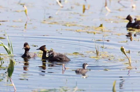 Grebe with Babies Stock Photos