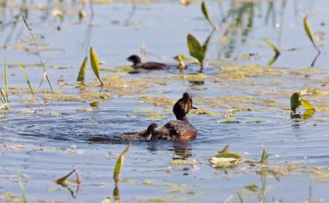 Grebe with Babies Stock-Fotos