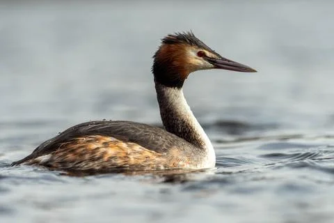 Grebe bird Stock Photos